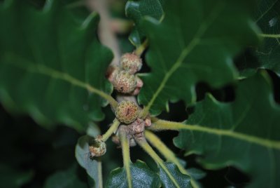 Quercus macranthera - dub velkokvětý - zrající plodenství